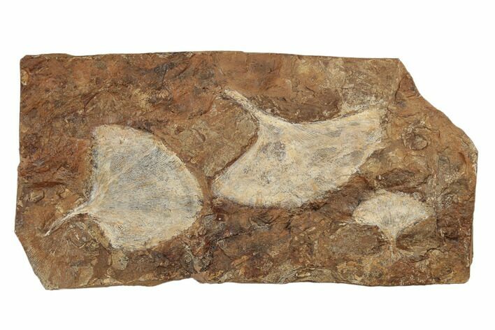 Three Fossil Ginkgo Leaves From North Dakota - Paleocene #188837